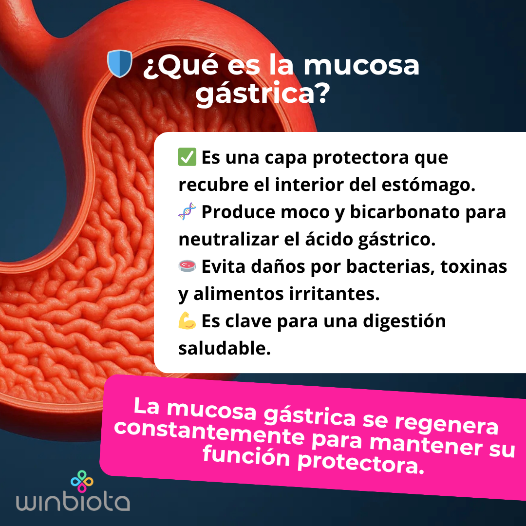 Mucosa gástrica: qué es, por qué se daña y cómo protegerla